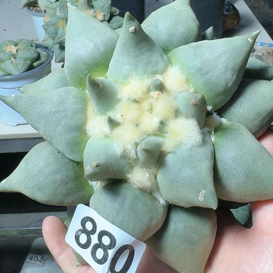 【闪购商品】无花朵晨*大牡丹880