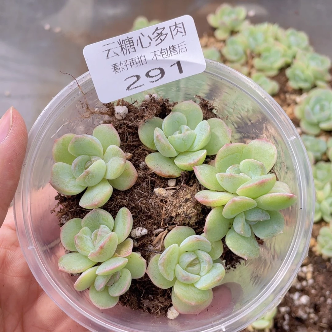 云糖心多肉植物291