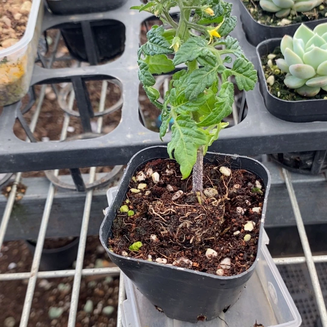 8个苗6个西红柿2个辣椒苗