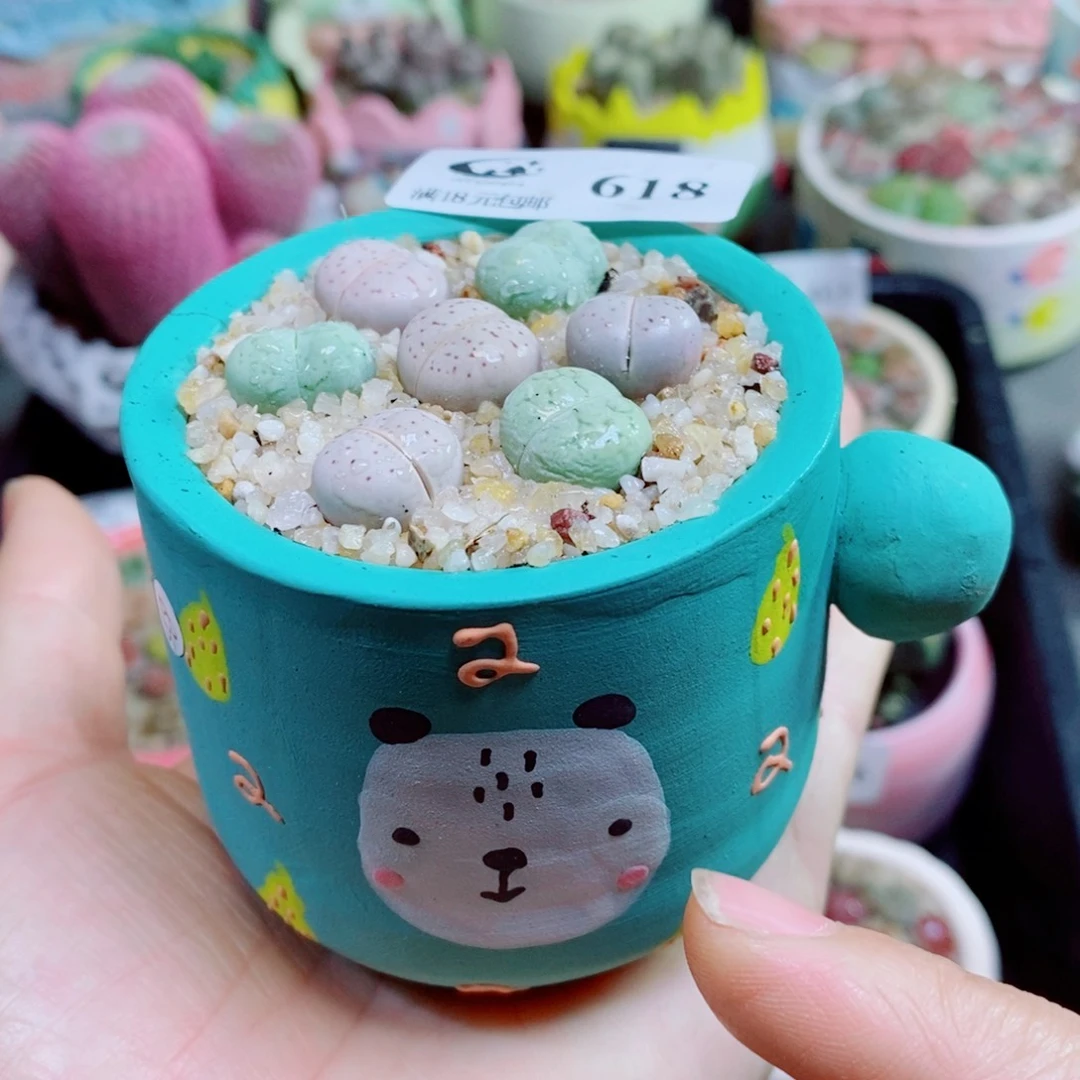 生石花花花花花花花花618