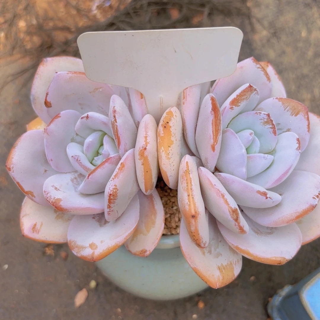 小****我的小可爱们都好可爱