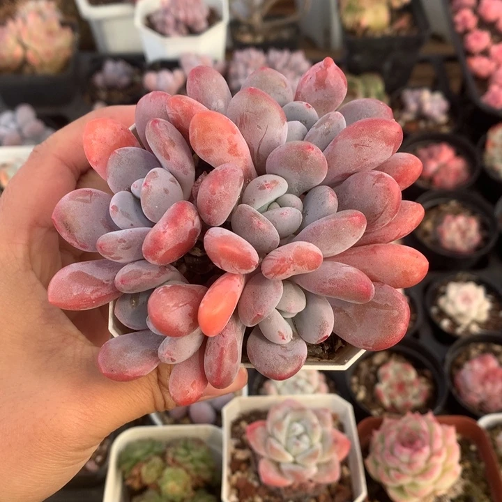 精控粉兔小群多肉