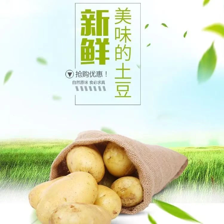 （南北专属 东北黄瓤土豆）5斤净重 口感绵密 味道嘎嘎