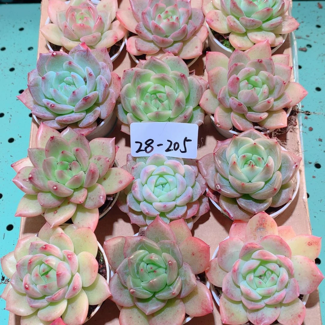 28-205一物一拍多肉带盆18颗