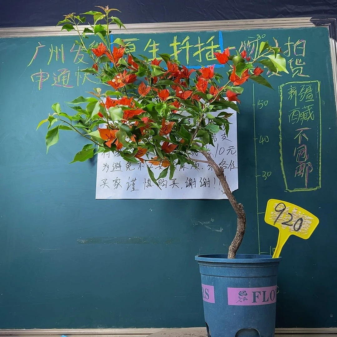 当前无花栽培后可以开花热火桑巴 小树桩920