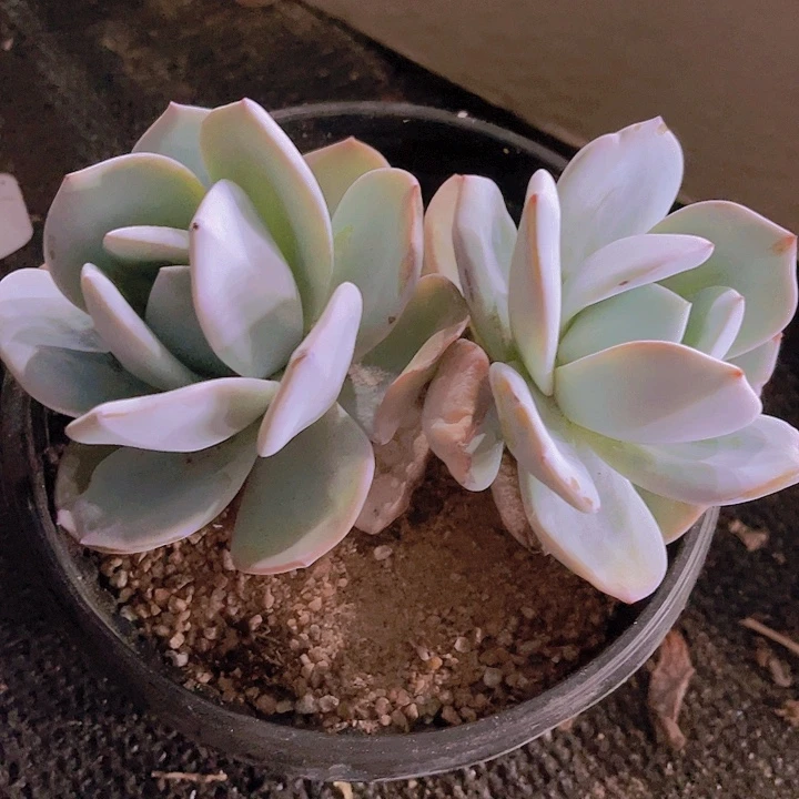 精品国产奶茶双头脱土发