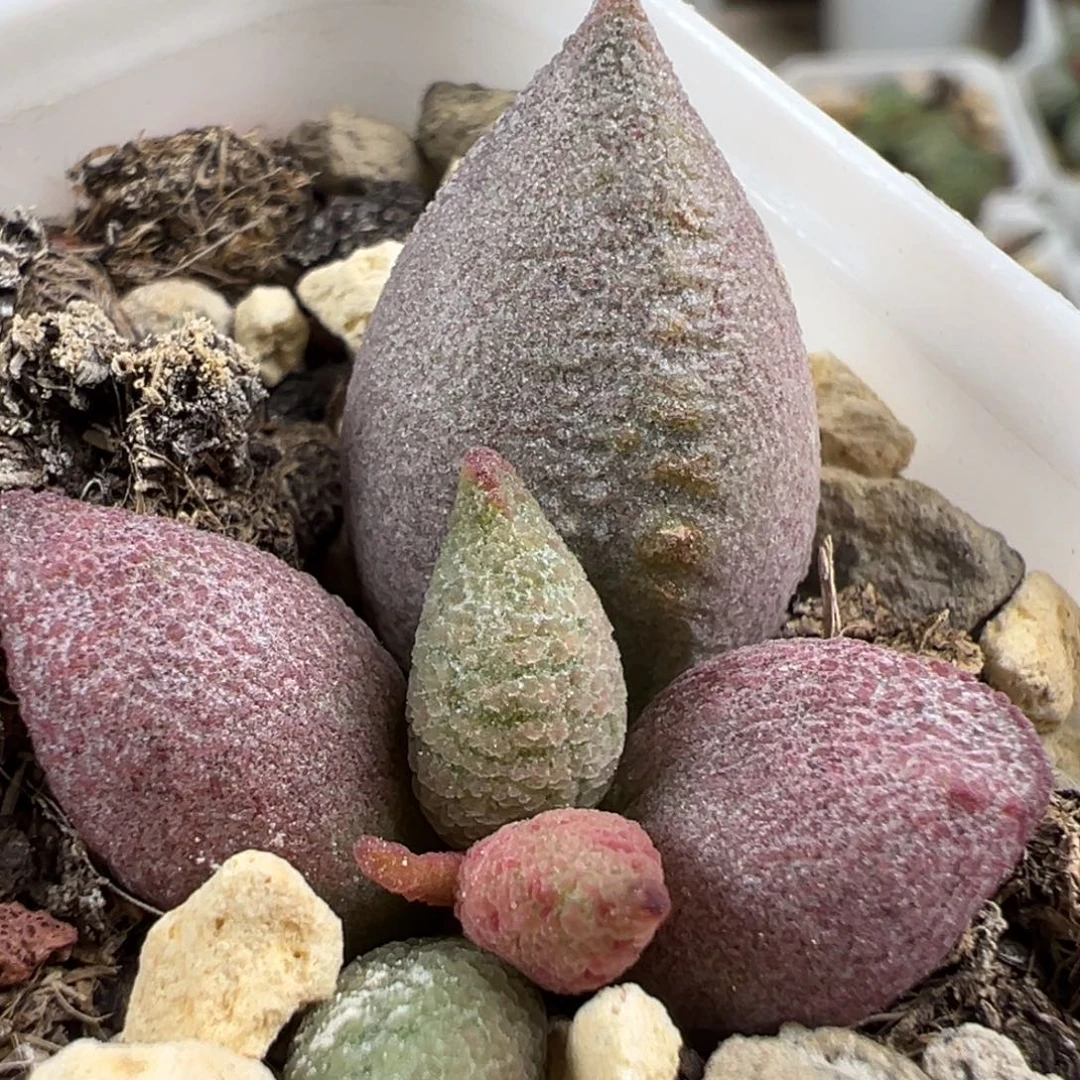 实生新品大苗多肉植物水泡