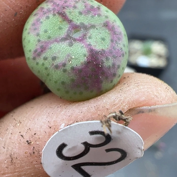 32号这颗多肉有点好看