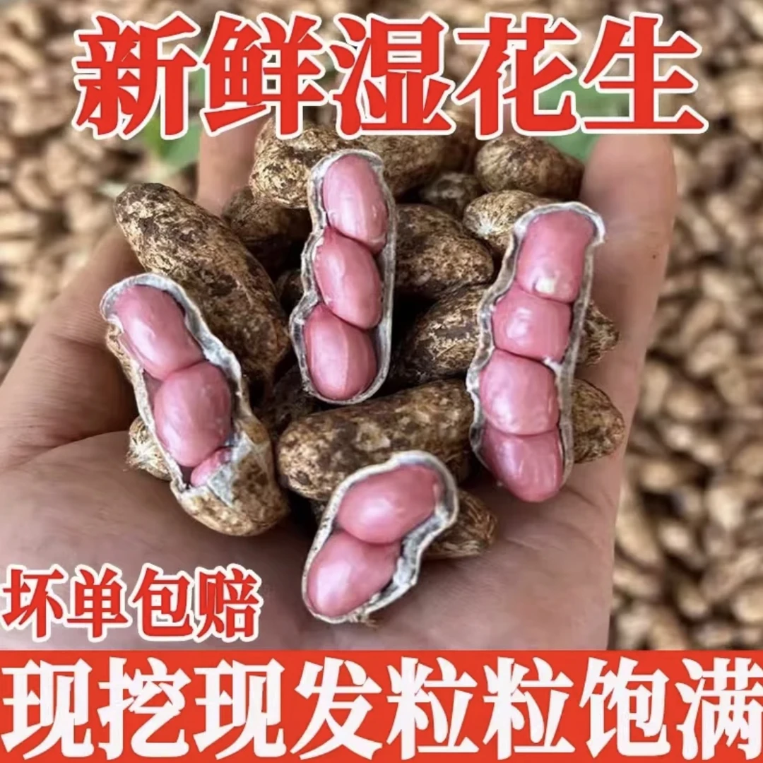 2025年河南新鲜四粒红带壳湿花生嫩花生现摘现发