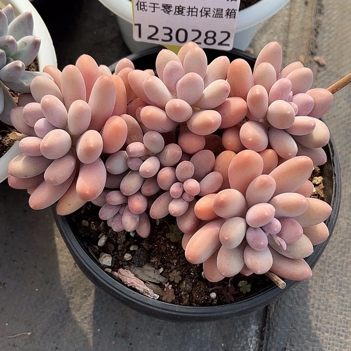 1230282 七彩美人群生多头元旦福利