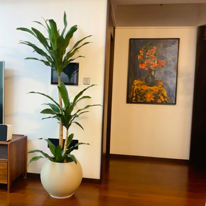 荷花铁客厅落地大型盆栽美人铁造型老桩盆景网红植物办公室内绿植
