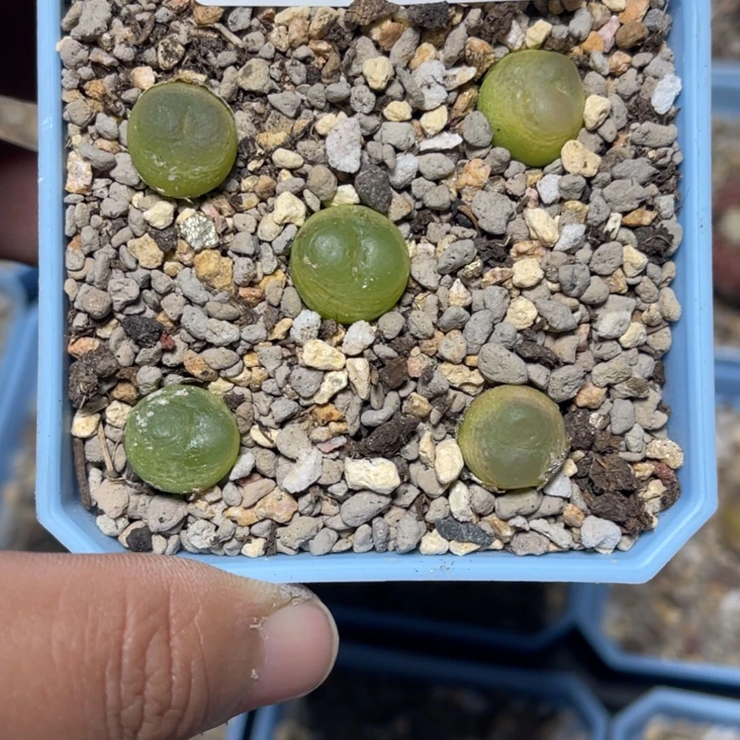 0301拉登5颗尺寸1.2