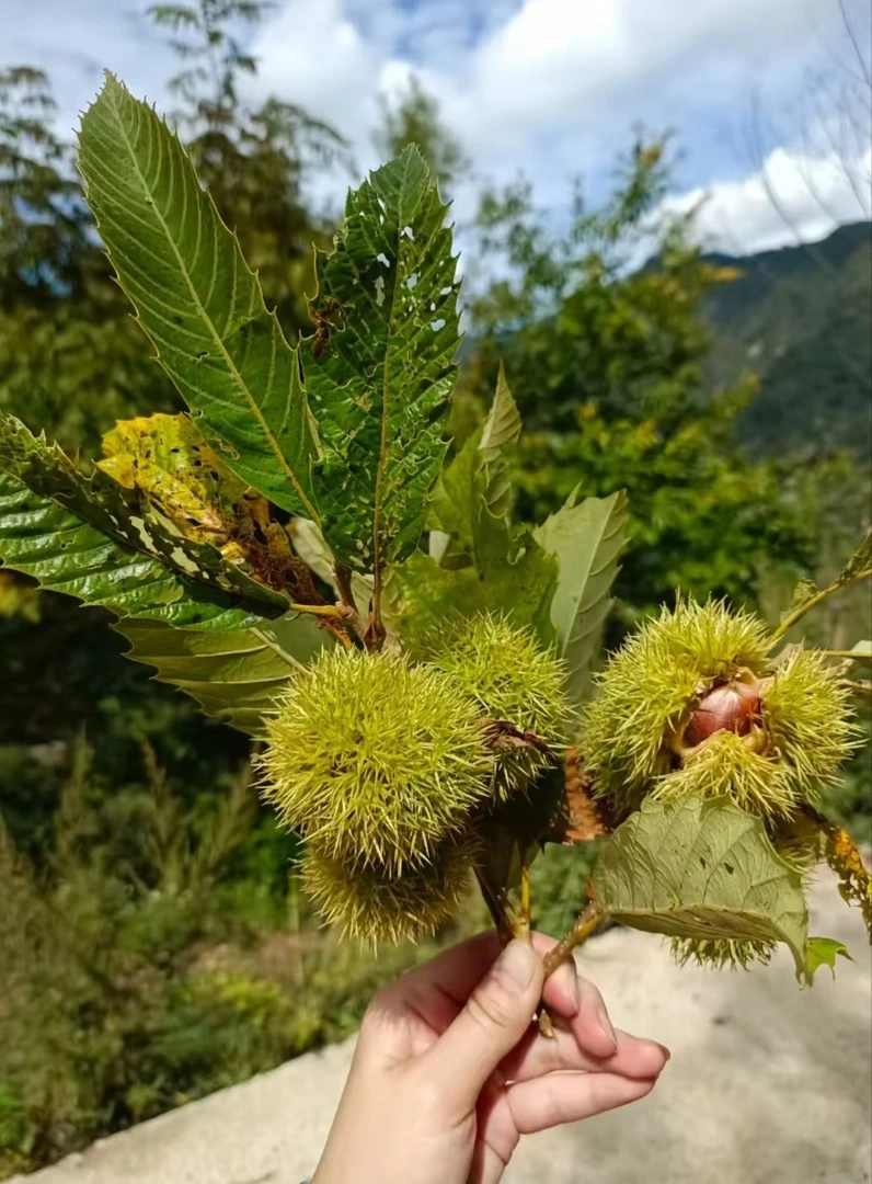 湖北罗田新鲜板栗现摘现卖果肉鲜嫩粉糯香甜好剥皮