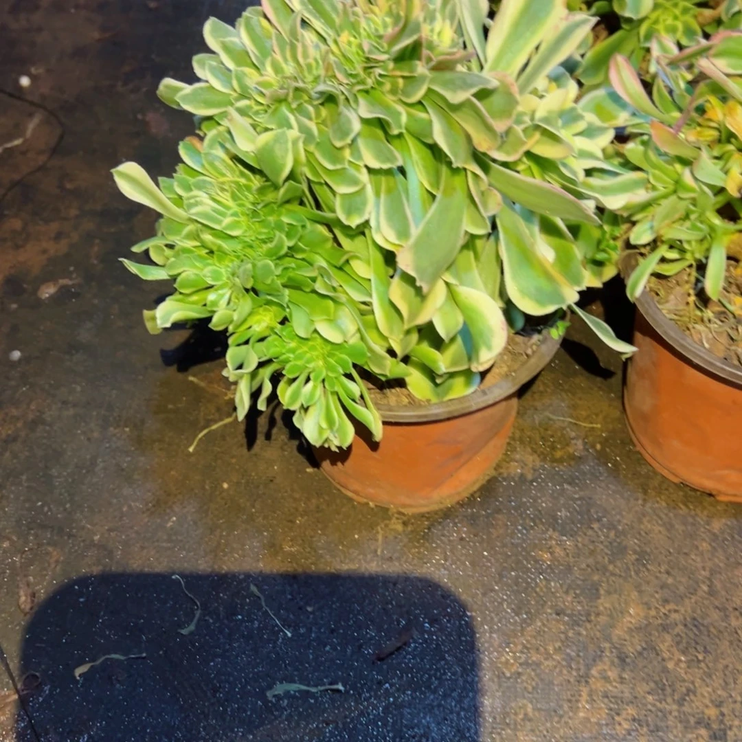 318 号多肉植物福利