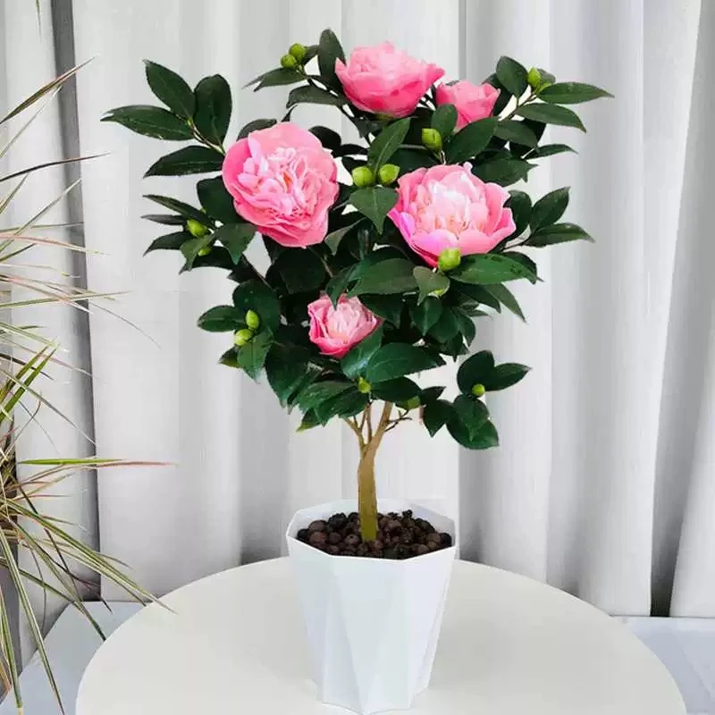 带花苞四季浓香型香妃茶花树苗盆栽室内外好养耐寒耐热绿植