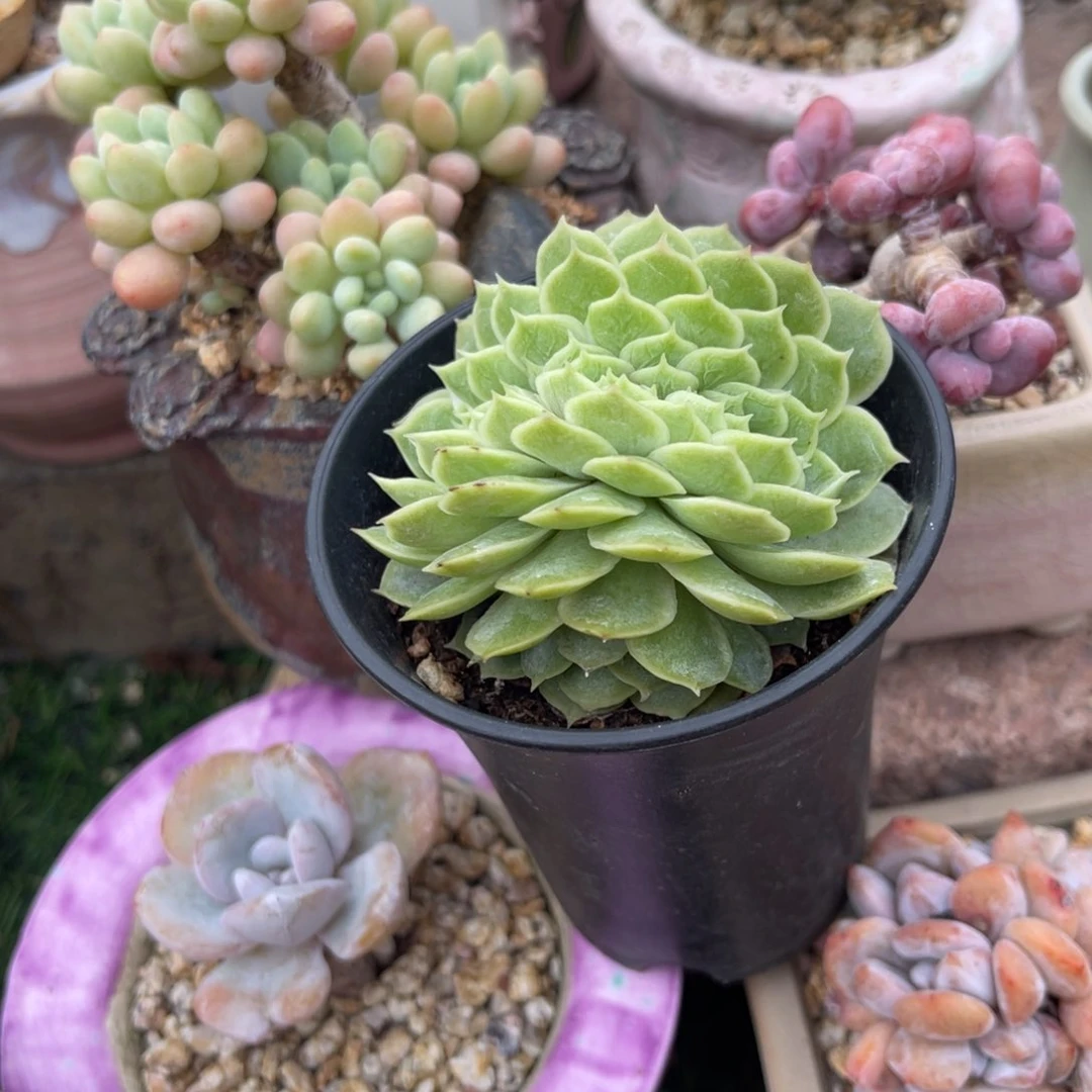 多肉植物一物一拍