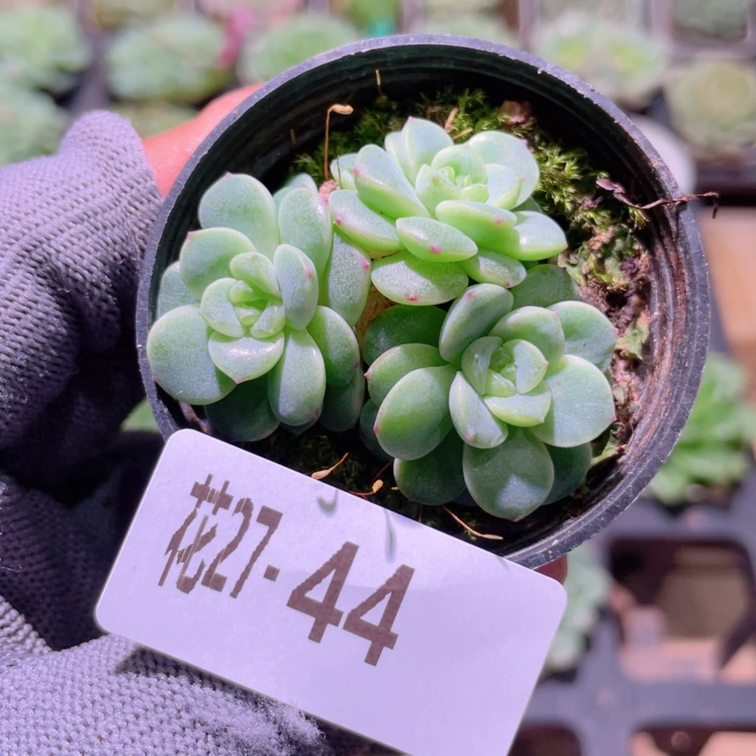 花利美27-44新品珍妮