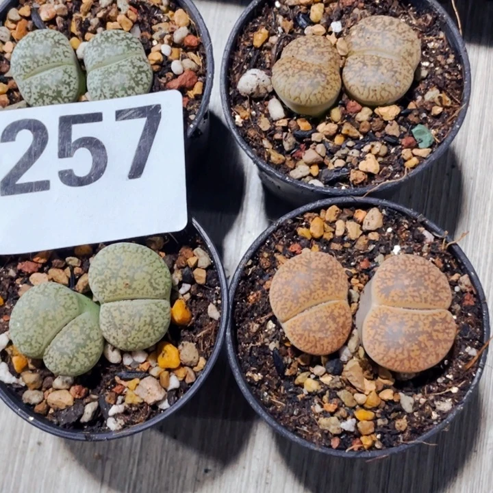 257彩弁天双头母本