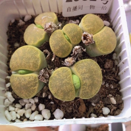 2532，8年以上如图群