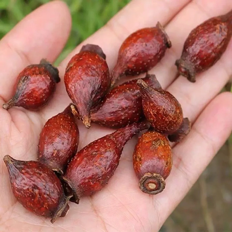 广西野生开边金樱子（自带甜味）