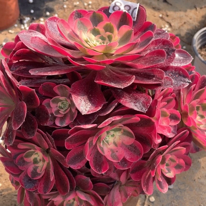 老*880多肉植物美杜莎