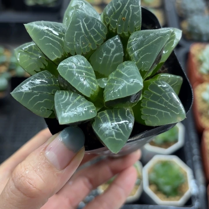 月影寿多肉植物新手