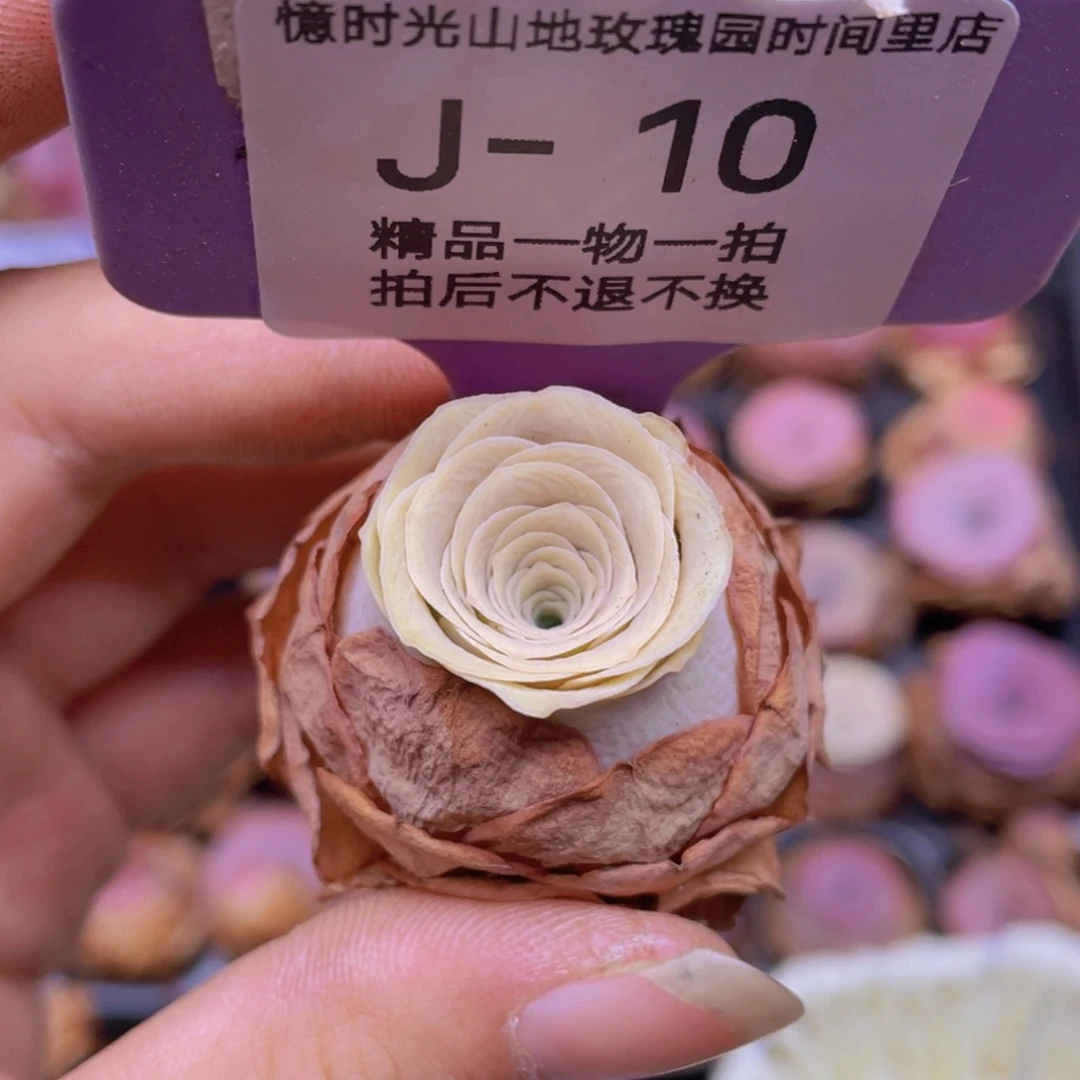 小***妮山地玫瑰J10满38包邮裸根发货