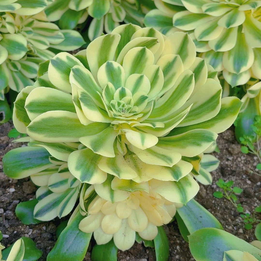 新尼亚多肉植物手捧一号