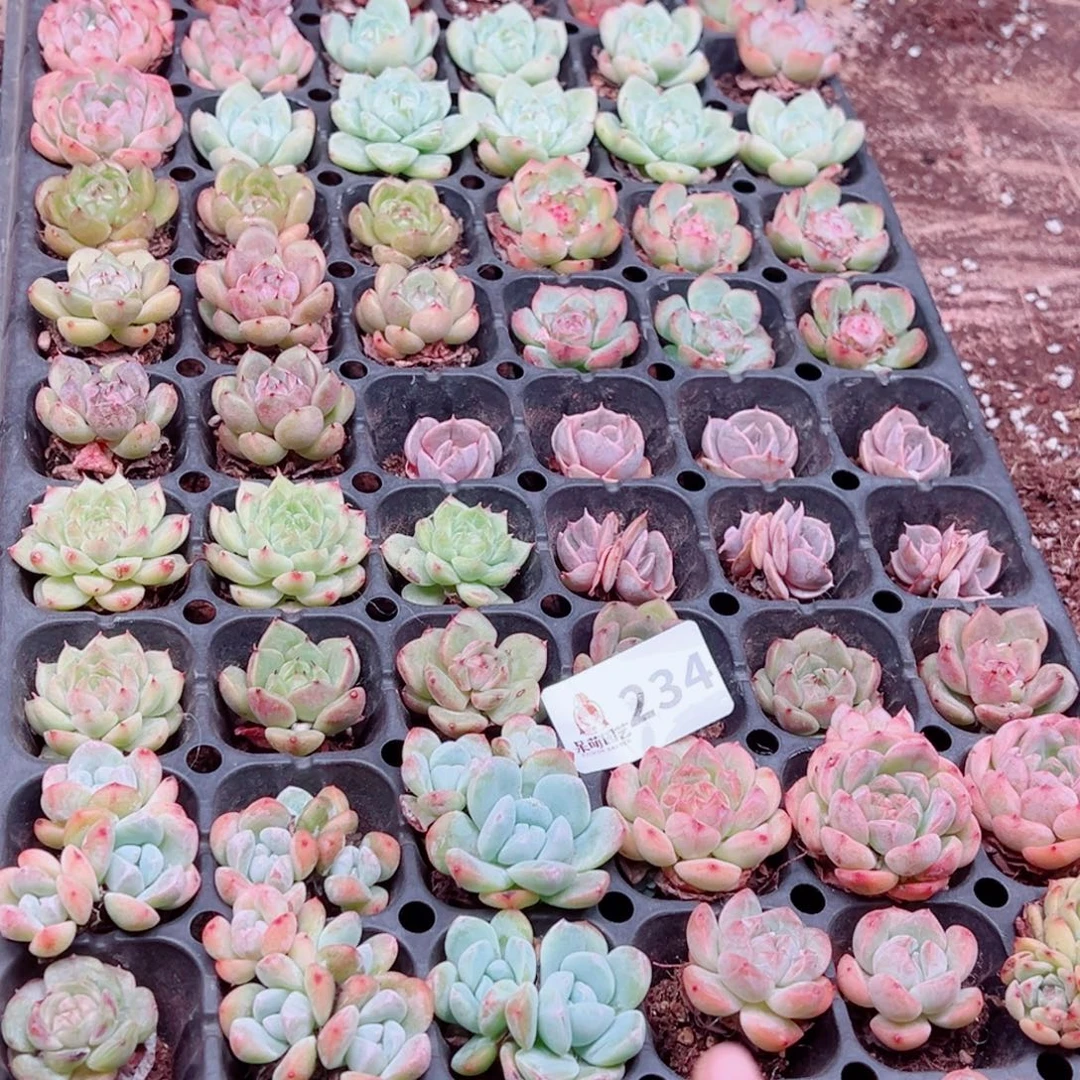冬***败多肉植物多肉植物