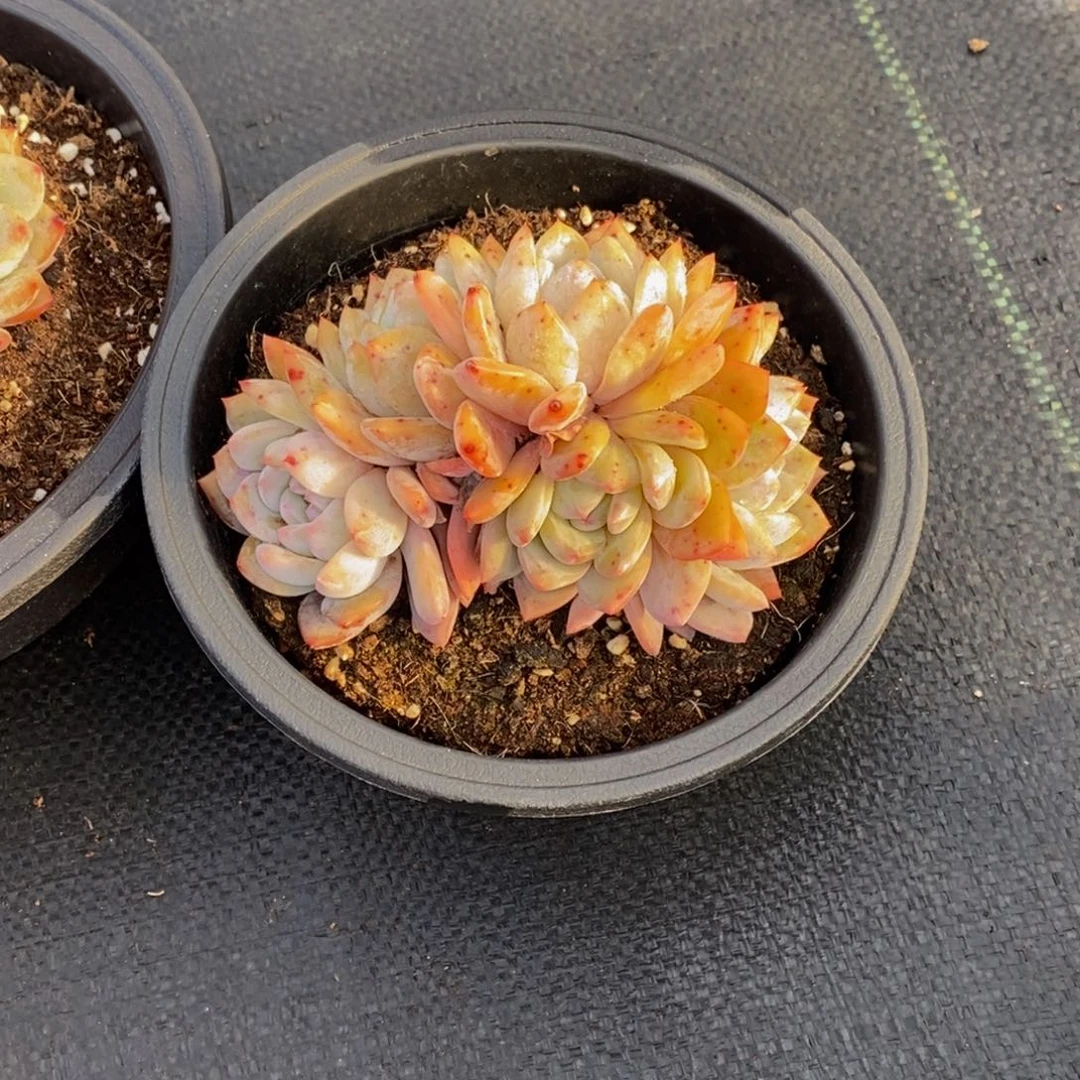 快**囚48包邮一物一拍多肉植物