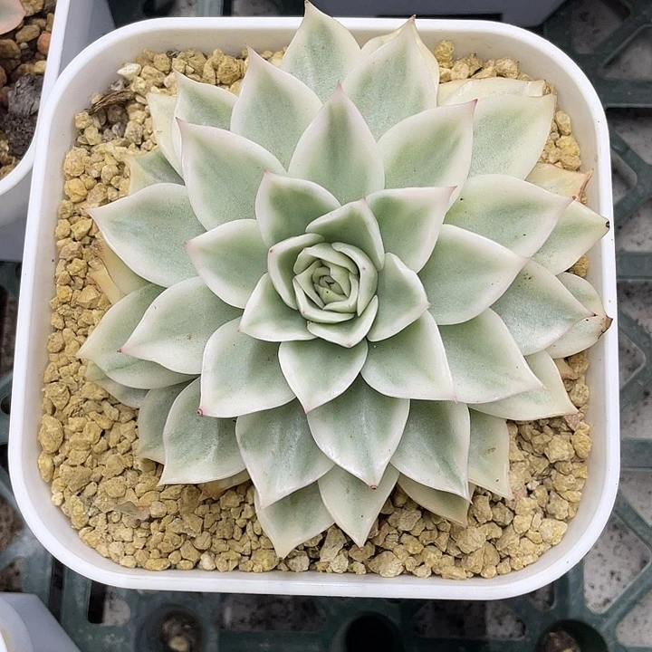 白麦秆锦一物一拍锦龙