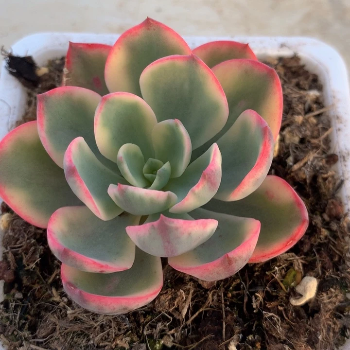 雨滴锦，一物一拍