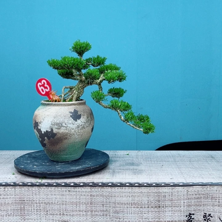 竹***茗无花朵广东黄杨精品老桩
