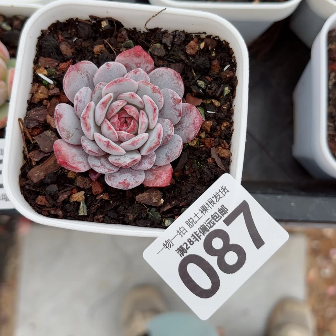 白衣圣代单头无盆土发货