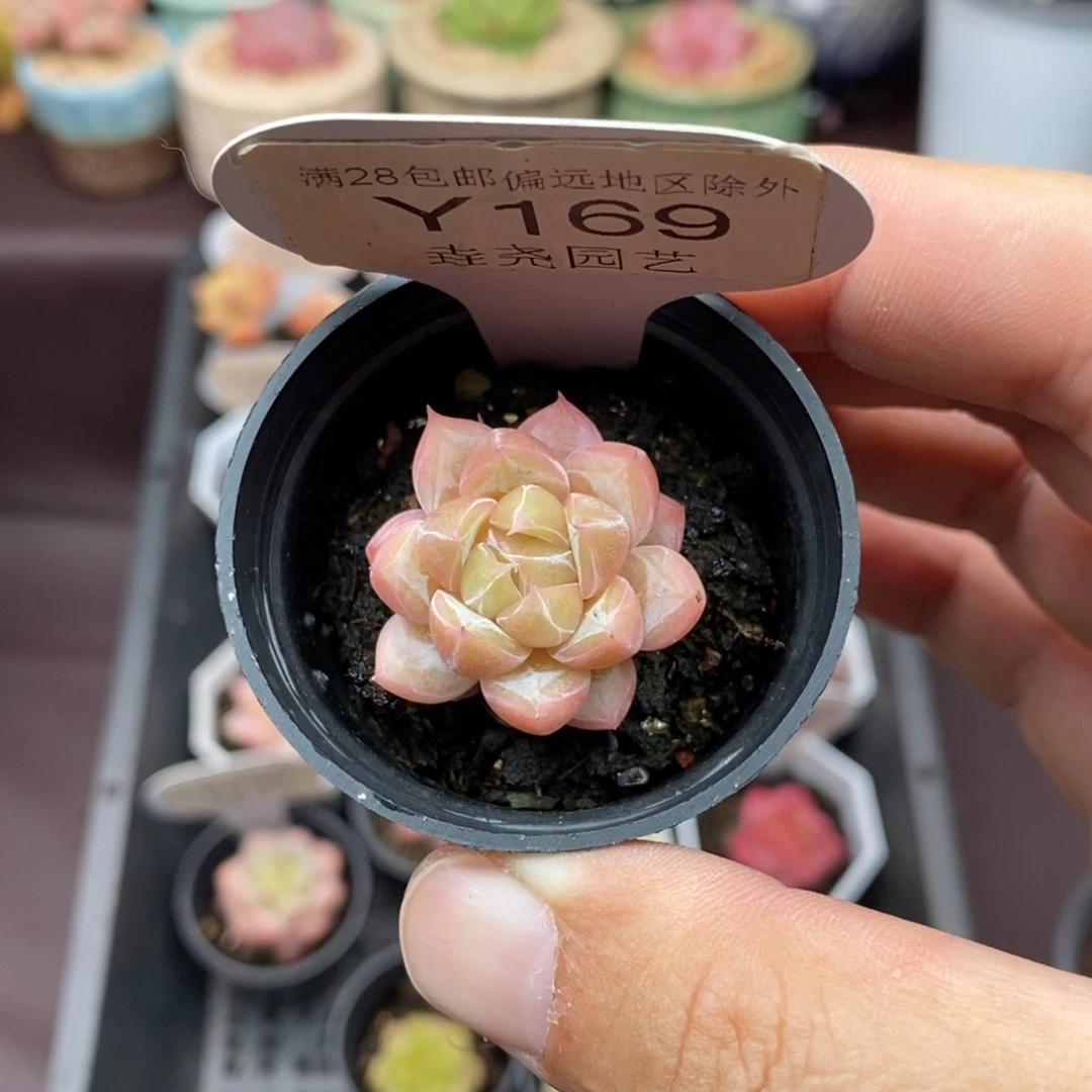 0169 杂交单头 2.5cm