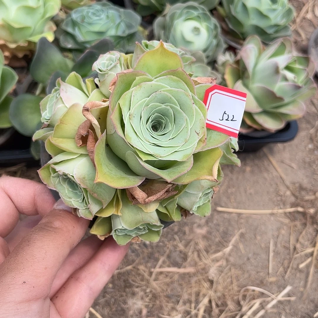 山地玫瑰多肉 522