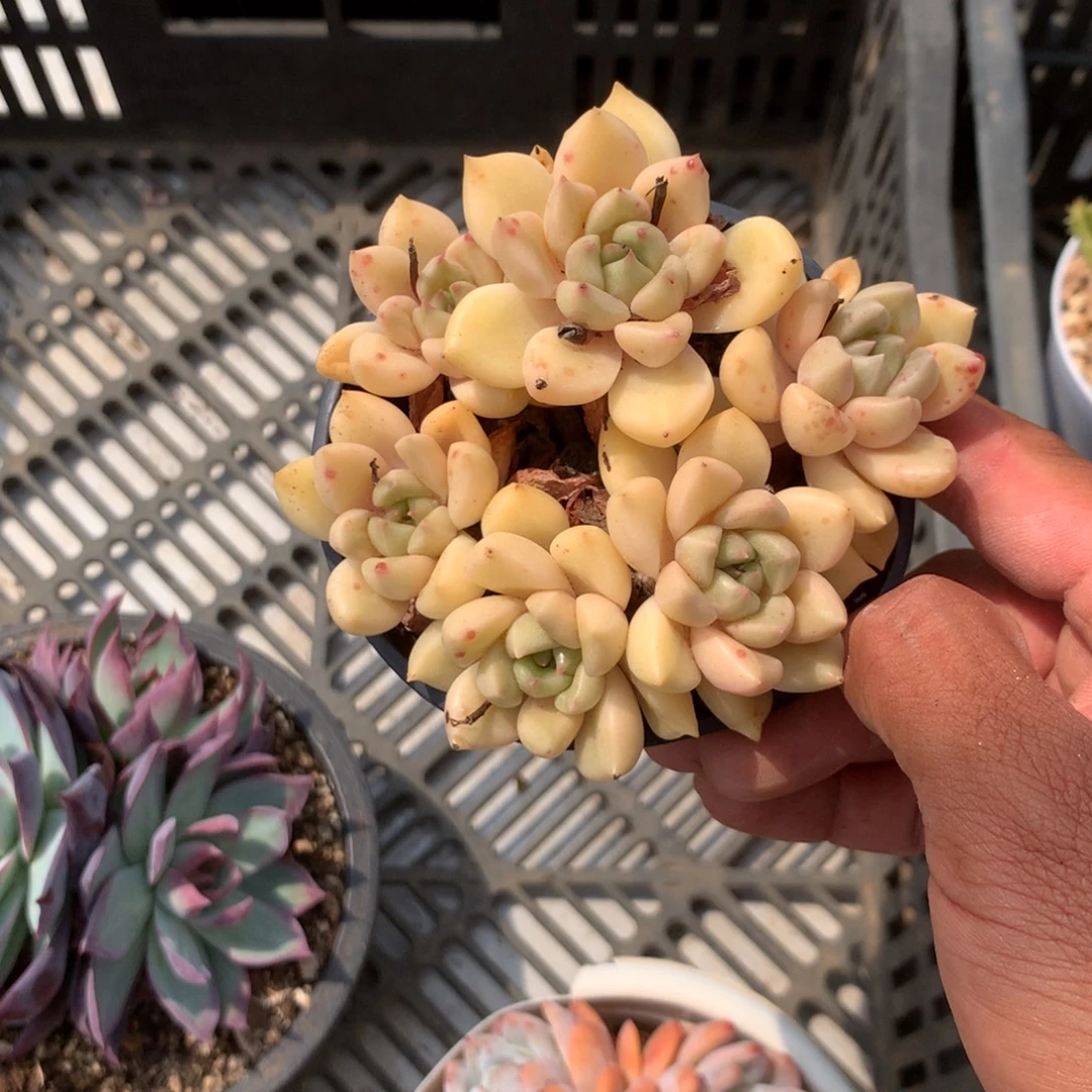 我不晓得咋搞诶噢