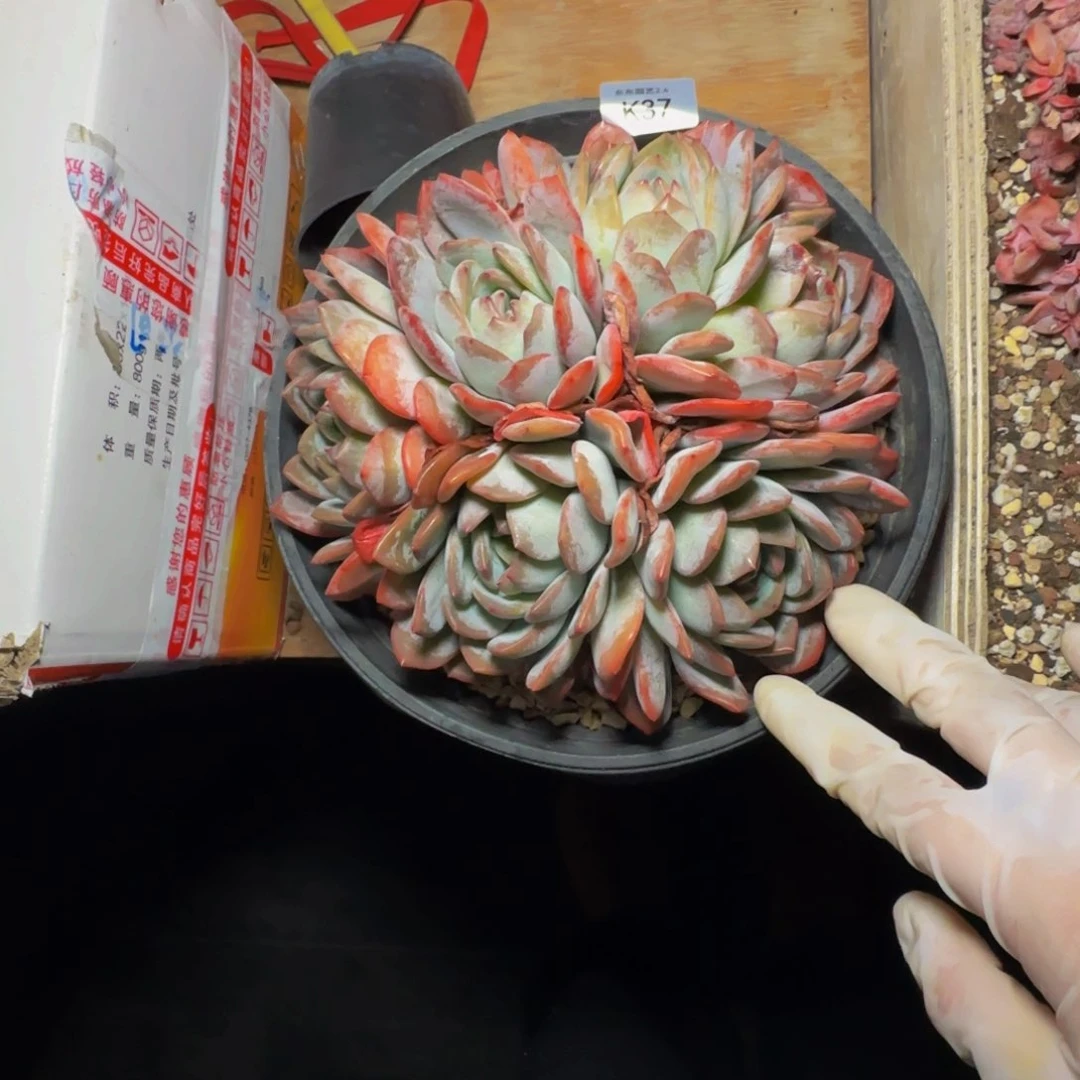 k k k k k k k k k 37