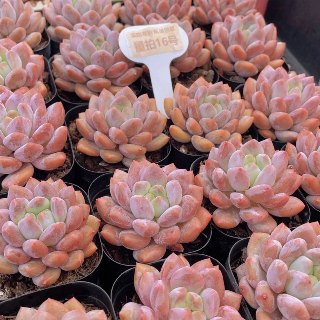 量拍16号 肥胖粉透半夏单头一个