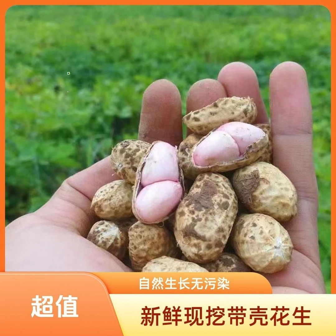 苏北湿花生带壳生花生本地可水煮新鲜湿花生中颗粒嫩花生新鲜花生