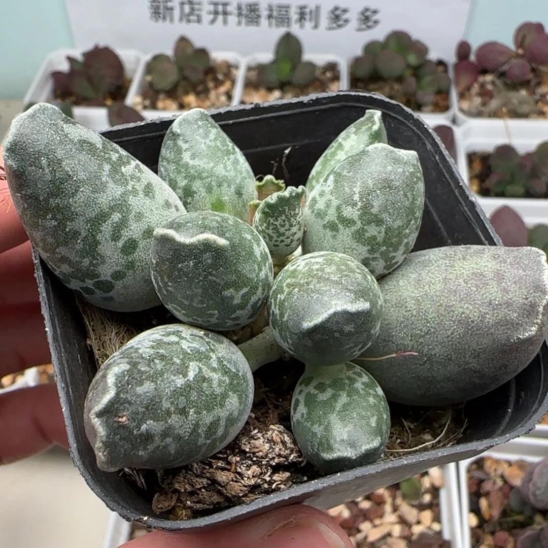 密斑丸叶海豹水泡多肉