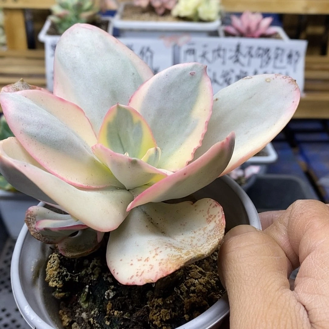 04195 白娘子覆轮锦自然群