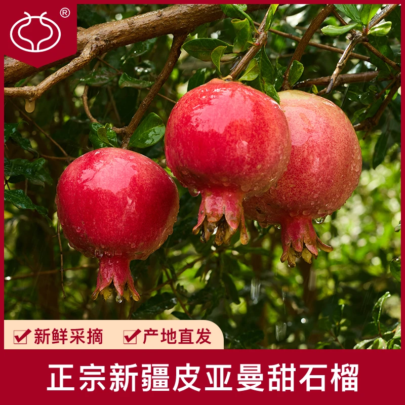 皮亚曼【新疆皮亚曼特级果】2枚试吃送礼石榴新鲜采摘香甜多汁水果
