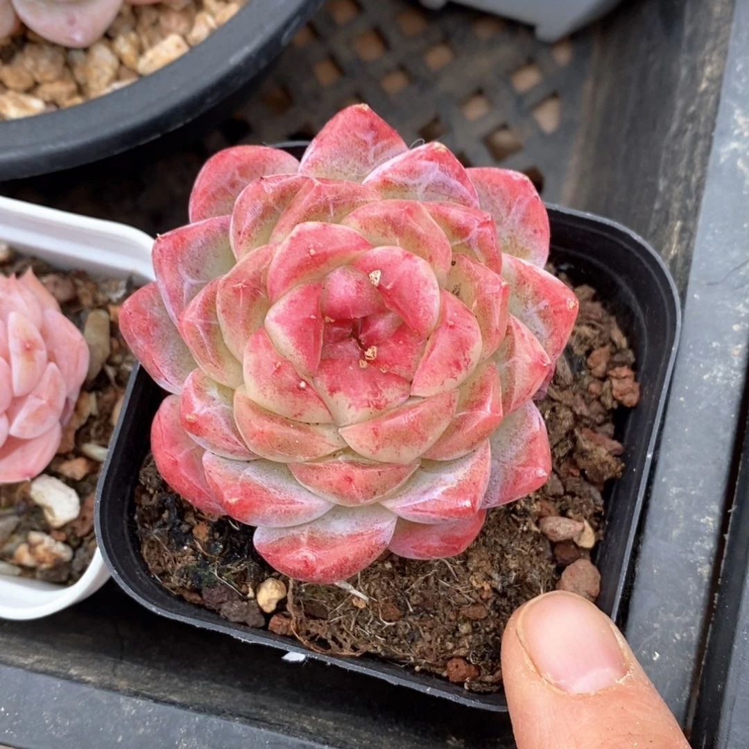 精品多肉一物一拍不包整55