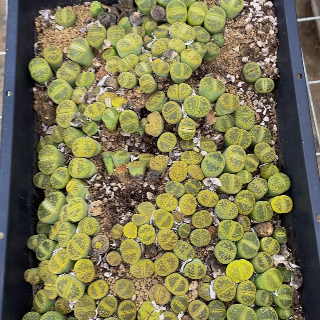 100000000花花花花图啊