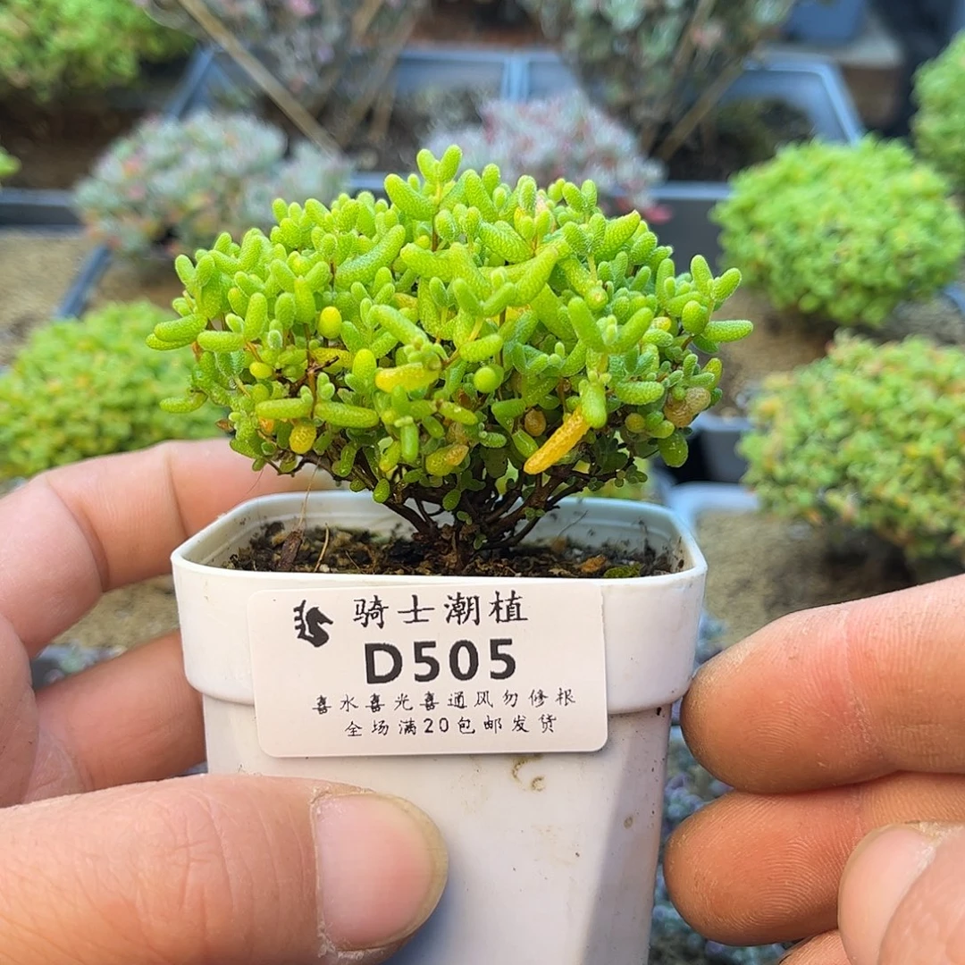 505蜜橘糖球枝干多肉