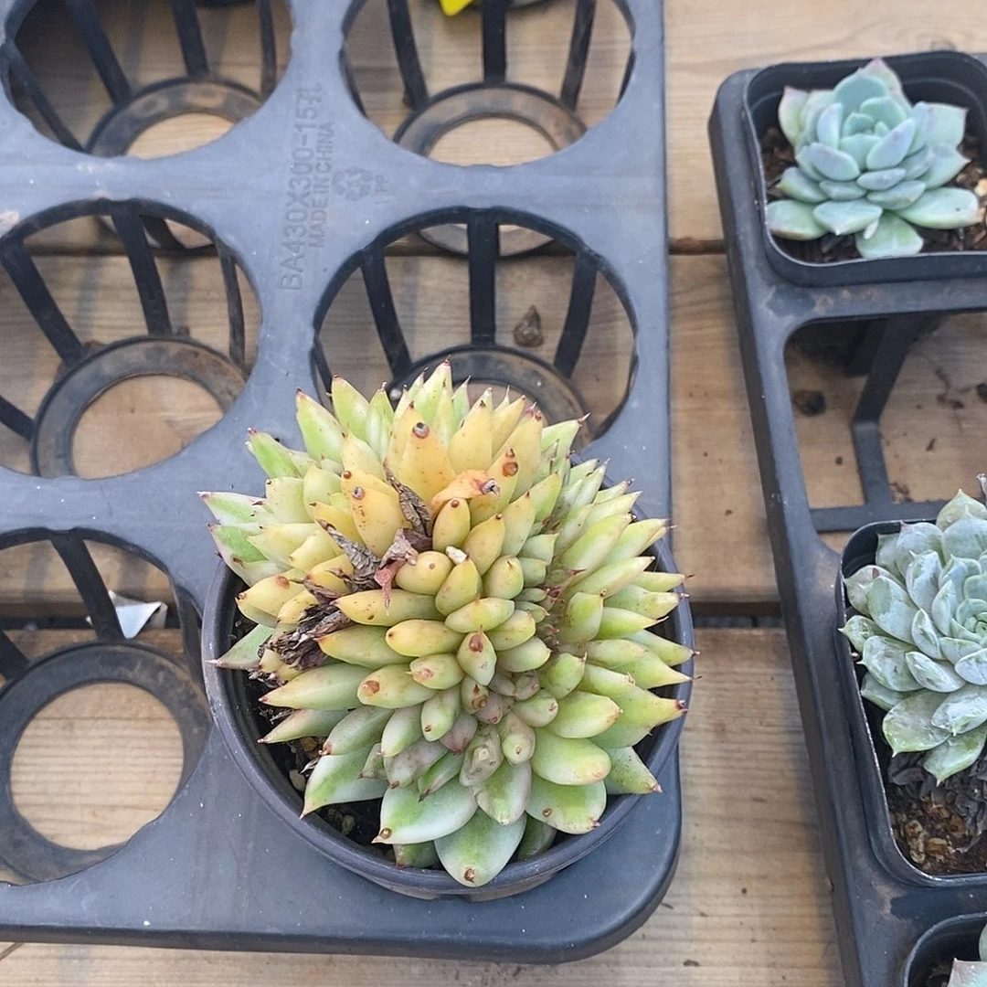 艾克魂，福利多多