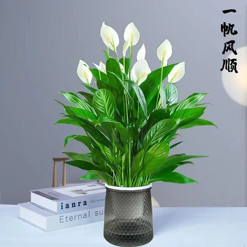 白掌盆栽一帆风顺水培植物室内好养花卉绿萝绿植水养红掌四季开花