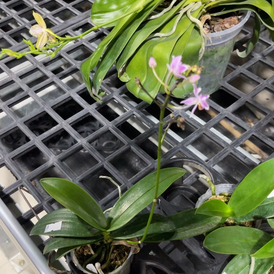 程***T无花朵蝴蝶兰原生eq