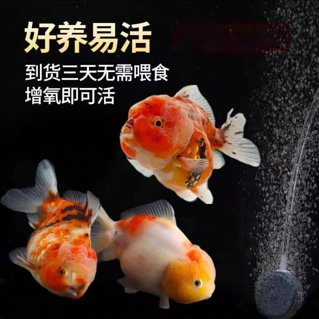 可爱娃娃脸泰狮元宝狮短尾狮胖嘟嘟便宜冷水泰狮金鱼耐活好养招财